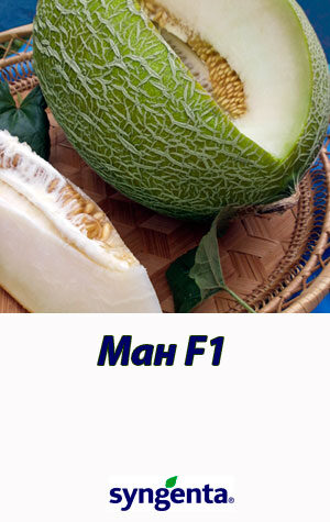 Man-F1-gibrid-dyini-Syngenta