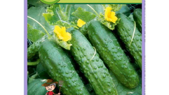 Огурец Бабушкин секрет пакет 20 семян