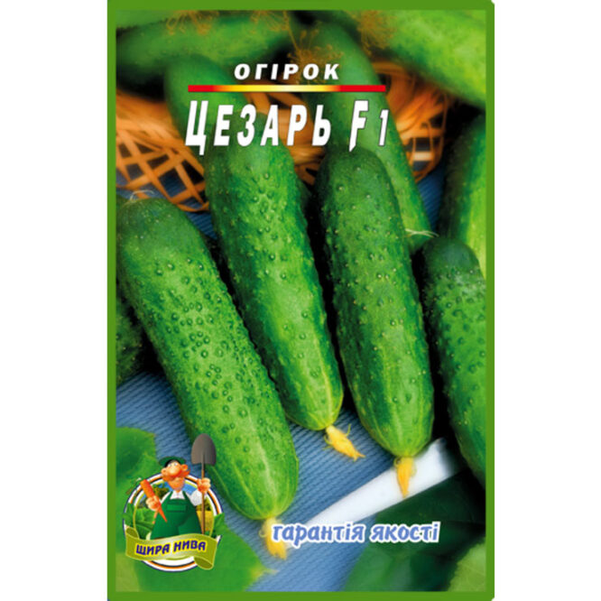 купити-огірок-цезарь-щира-нива