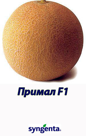 Primal-F1-gibrid-dyini-Syngenta