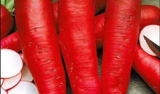 Редис Красный великан пакет 5 грамм