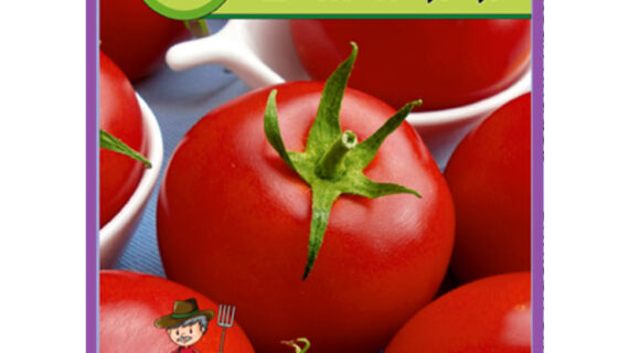 Томат Джина пакет 50 семян