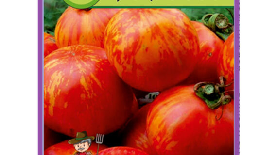 Томат Граффити пакет 50 семян